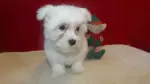 Milo t mini image
                            style=